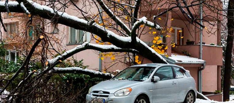 Evitar accidentes con la poda de árboles en invierno