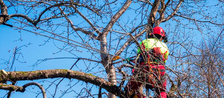 La poda de árboles en invierno
