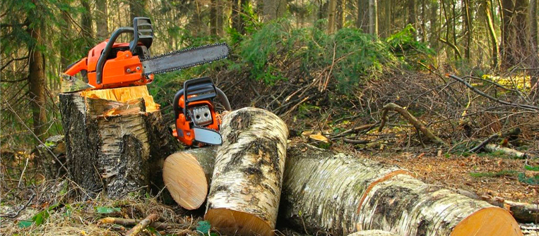 Poda de arboles Un elemento clave