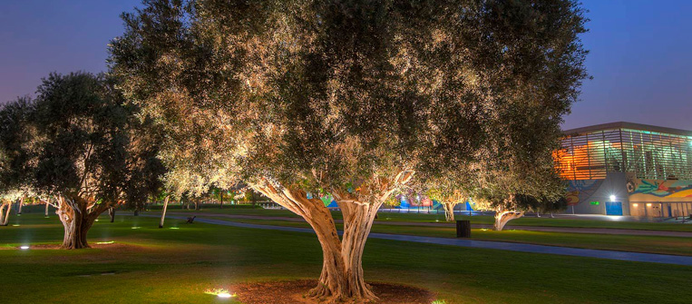 Cuidados básicos para olivos en el paisajismo