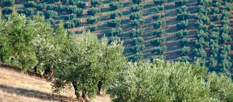 Olivos en huertos: funcionalidad y belleza