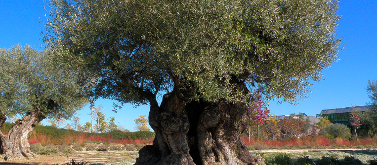 Olivos en jardines verticales y terrazas