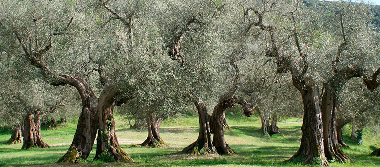 Olivos: un árbol con historia